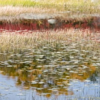 Мејн. Нов Милс Ливада Езерце, Националниот Парк Акадија. Печатење на постер Од Џудит Цимерман